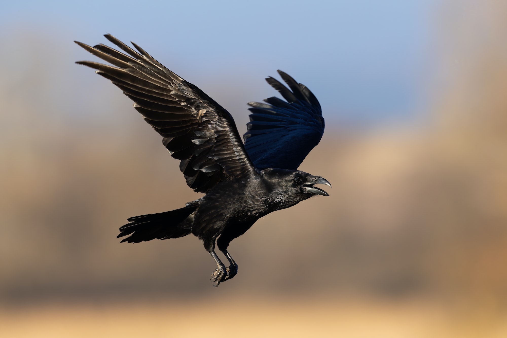 Common raven flying with open beak in autumn nature illuminated by evening sun